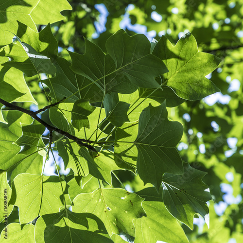 harmonic pattern of green leaves in detail