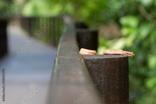 Golden Eyelash Viper Snake in a bridge at Cahuita National Park, Costa Rica photo