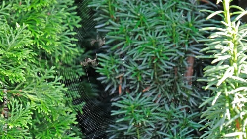 Garden cross spider, Araneus diadematus, building net, time lapse photo