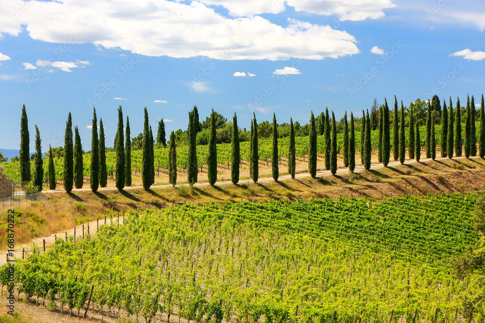 Vineyard with row of cypress trees in Val d'Orcia, Tuscany, Italy Vineyard with row of cypress trees in Val d'Orcia, Tuscany, Italy