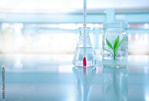 green tissue plant culture in bottle glass with thermometer in flask at climate change research laboratory
