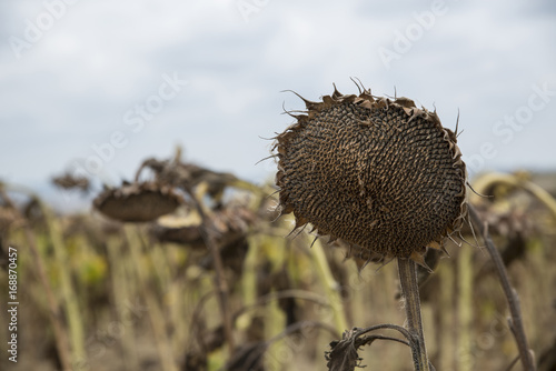 The mature full dry sunflower plant with seeds in the head sprouts on the field under