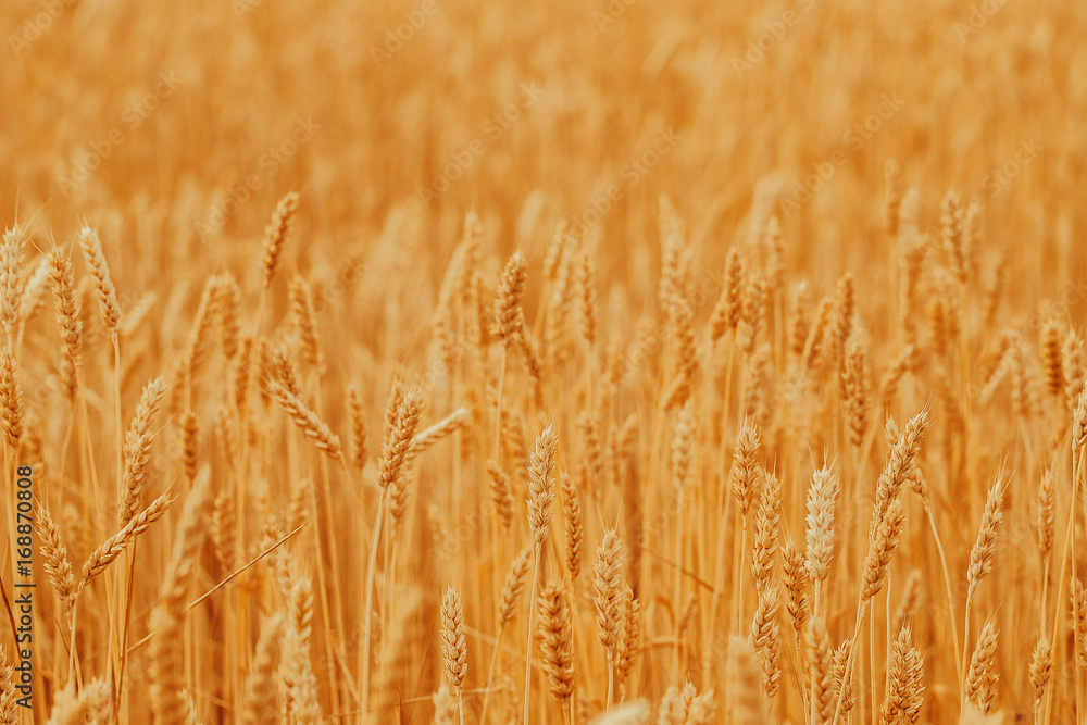 Gold wheat field against the sunset Gold wheat field against the sunset