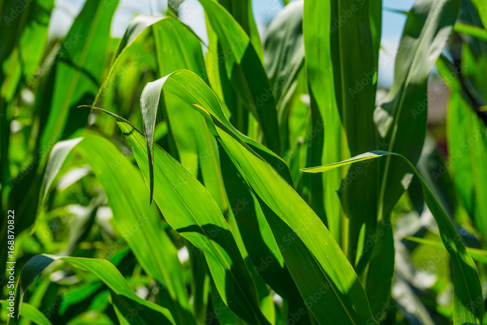 Beautiful corn field on blue sky background Beautiful corn field on blue sky background