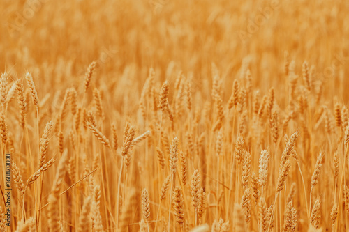 Gold wheat field against the sunset