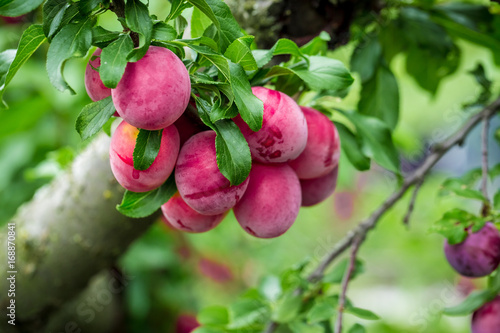 Wallpaper Mural Beautiful background of the red ripe plums on the tree Torontodigital.ca