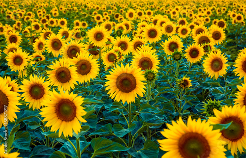 Fototapeta Naklejka Na Ścianę i Meble -  Old blackboard with chalk, books, a globe and a pencil. A beautiful backdrop for education, a free space for your text. Back to school. Shallow DOF.