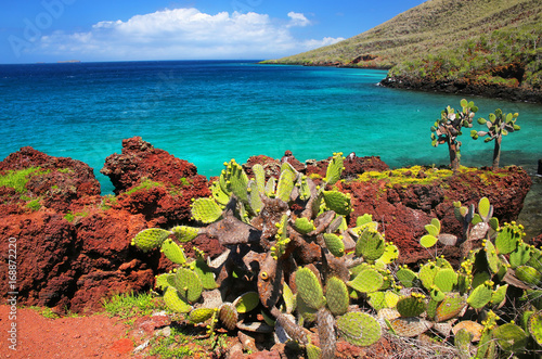 Cuadro en lienzo Galapagos prickly pear on Rabida Island in Galapagos National Park, Ecuador