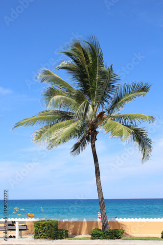 Palmier à Miamy Beach © patrick