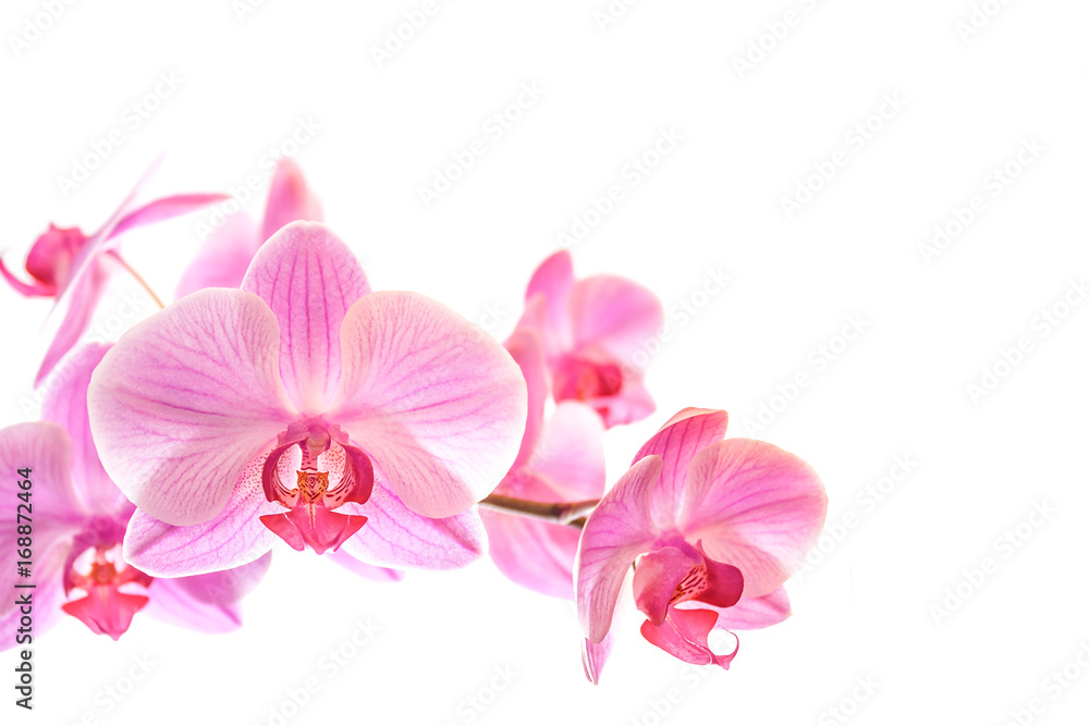 Pink orchid flowers isolated on white background Pink orchid flowers isolated on white background