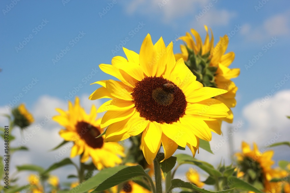 Sunflowers in late summer with blue sky