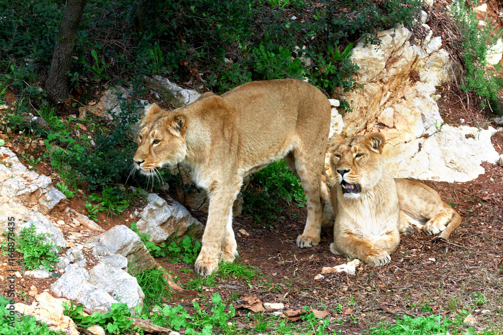 Fototapeta premium Lioness