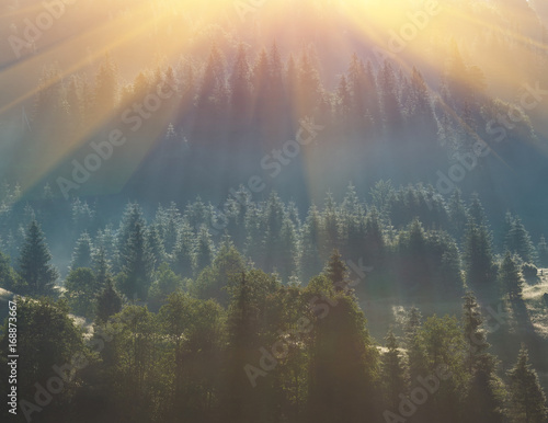 Obraz na plátne fog over pine tree forest
