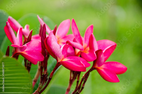 Plumeria with green background