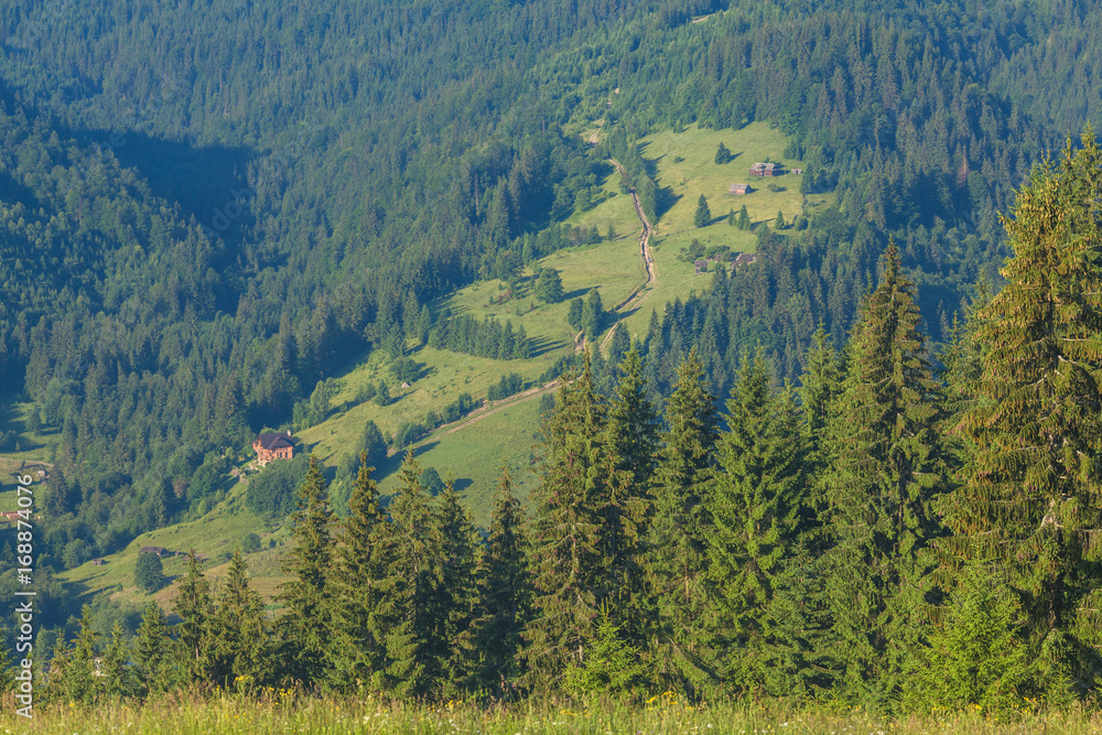 Fototapeta premium The alpine fields grow beautiful spring