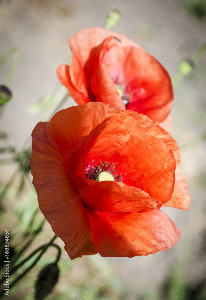 Red poppies in the flowering season Red poppies in the flowering season