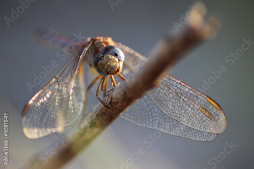 Libélula (Anisoptera) del mediterráneo en una rama photo