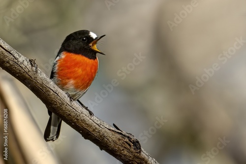 Male Red-capped Robin (Petroica multicolor) photographed at Woodlands Historic Park Melbourne Australia