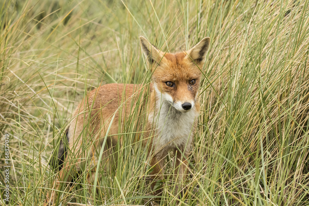 Red fox Red fox