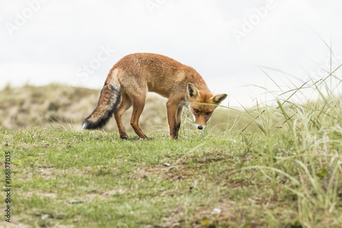 Canvas Print Red fox