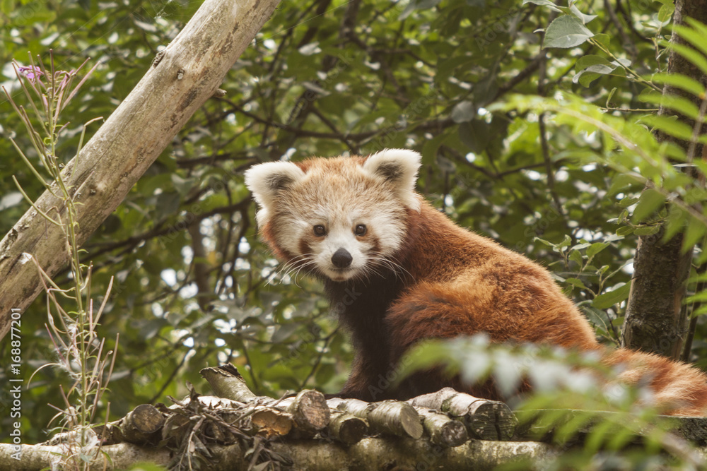 Naklejka premium Red panda