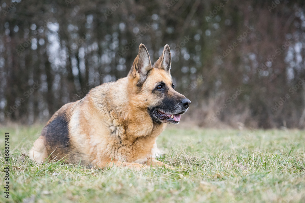 Adorable German Shepherd lady lying in a park Adorable German Shepherd lady lying in a park