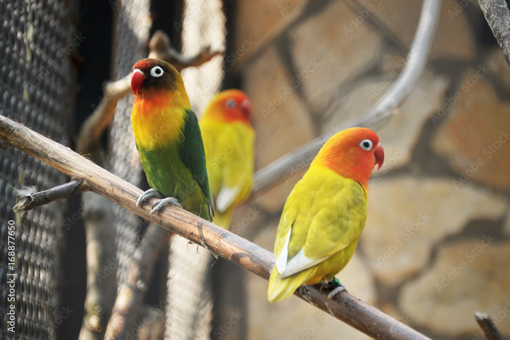 Obraz premium Budgerigards