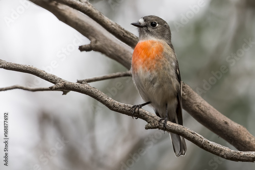 Female Red-capped Robin (Petroica multicolor) photographed at Woodlands Historic Park Melbourne Australia © Andrew