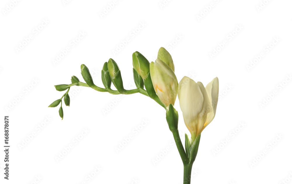 Branch of beautiful freesia flowers on white background