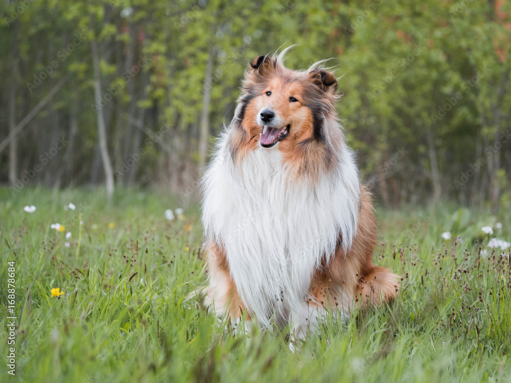 Portrait of rough collie