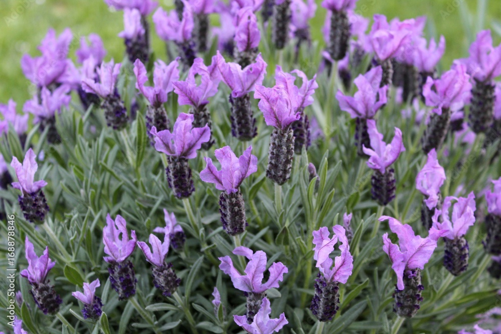 Lavander in a French garden Lavander in a French garden
