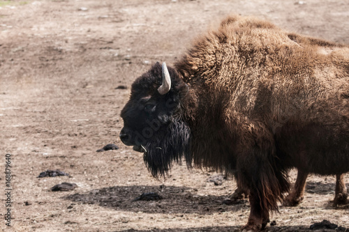 American bison © katechris