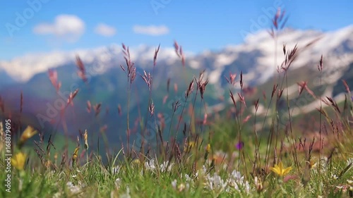 mountain herbs and flowers
