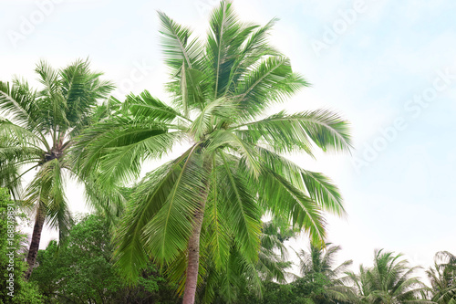 Green tropical palms at resort