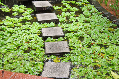 Decorative alley and plants in pond