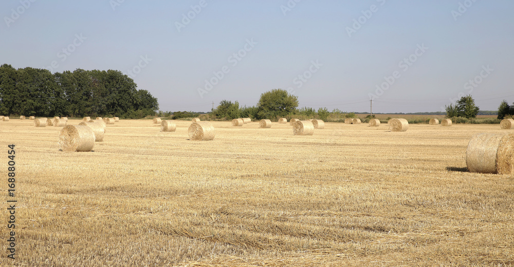 Straw on the fields photo