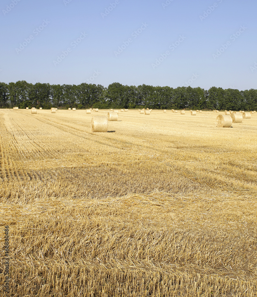 Fototapeta premium Straw on the fields photo