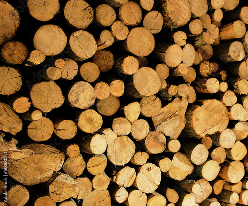 Woodpile firewood photo