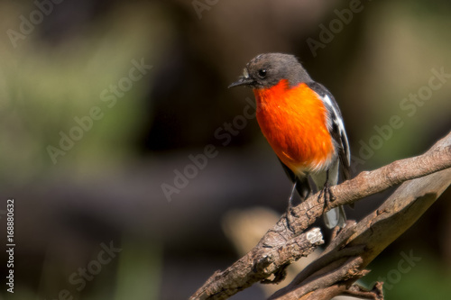 Male Flame Robin (Petroica phoenicea) photographed at Woodlands Historic Park Melbourne Australia © Andrew