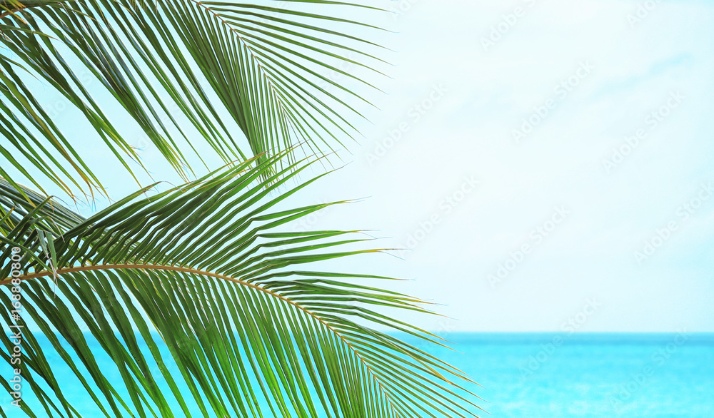 Fototapeta premium Leaves of green tropical palm at sea resort