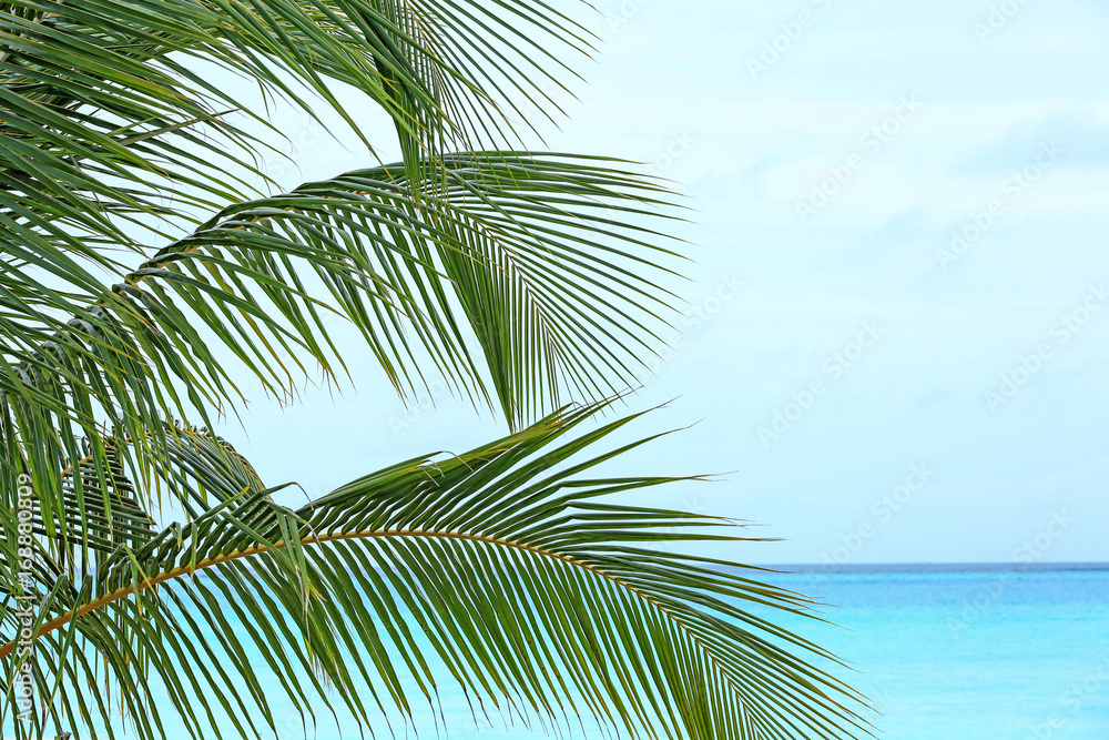 Leaves of green tropical palm at sea resort Leaves of green tropical palm at sea resort