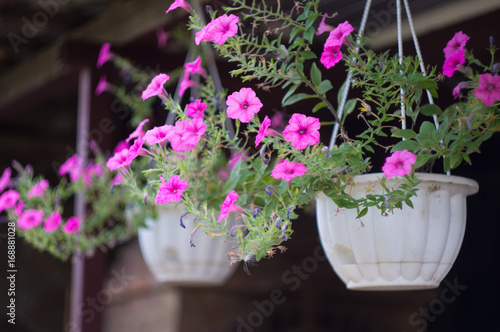 hanging pots with flowers outdoors with isolated focus