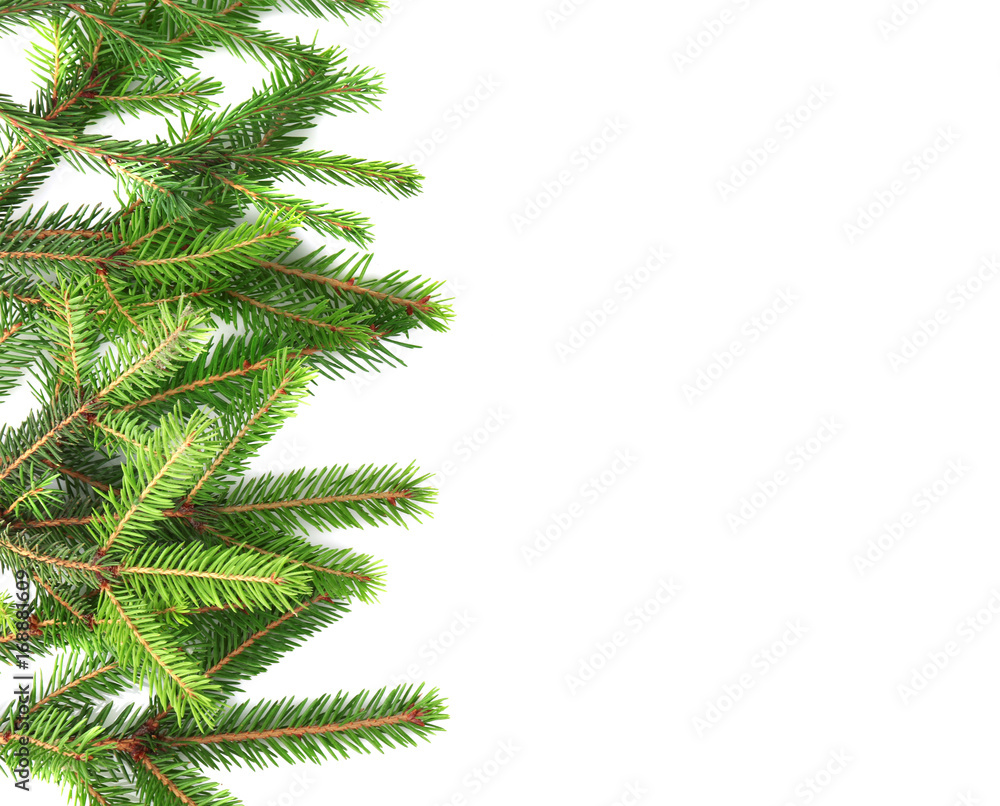 Branches of fir tree on white background