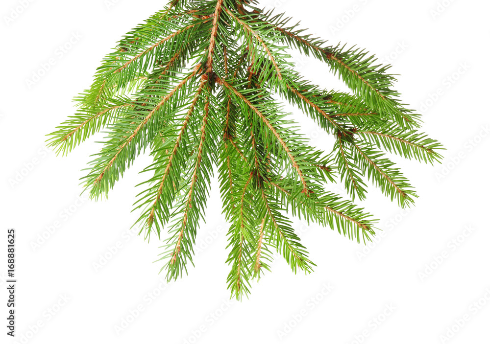 Naklejka premium Branches of fir tree on white background