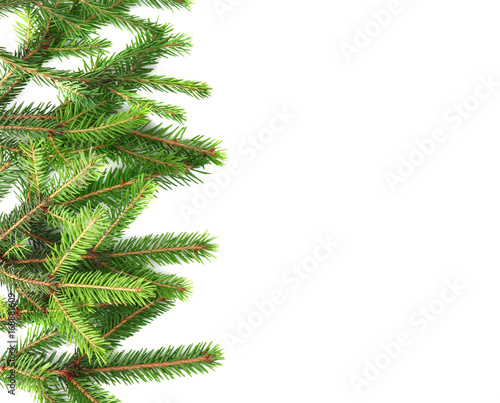 Branches of fir tree on white background © Africa Studio