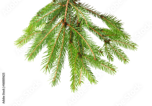 Branches of fir tree on white background