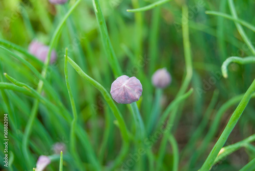Violet Bud of schnitt (chive) onion in a garden