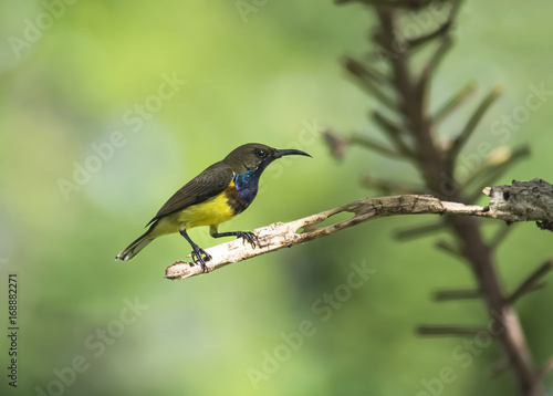 Beautiful bird in nature Olive-backed sunbird 