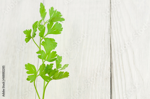 One green fresh twig of parsley on old white wooden rustic planks