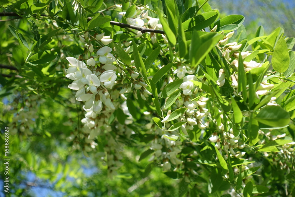 Obraz premium Black locust branch in full bloom in spring